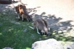 2013 07 06 beauval 186